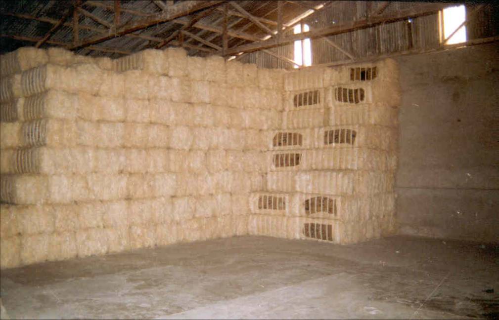 16 sisal fibre i baller